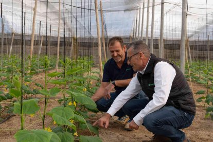 La cooperativa destaca el esfuerzo, la capacidad de innovación y la dedicación de los profesionales del campo y en especial de sus más de 3.700 socios