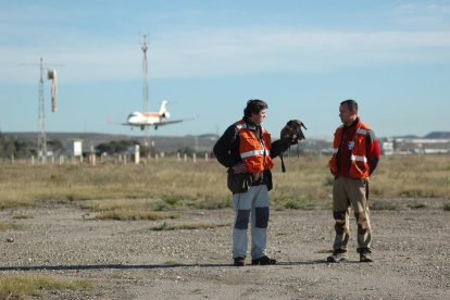 Cetreros con un halcón en el aeropuerto de Almería.

EUROPA PRESS/AENA
03/2/2009