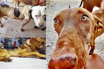 Tres de los perros encontrados en el cortijo por los rescatadores, en algunas de las imágenes que se mostrarán en el juicio.