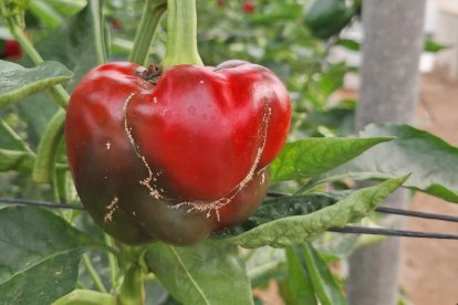 Thrips parvispinus, una plaga que sigue provocando graves daños en los cultivos hortícolas de las provincias de Almería y Granada.