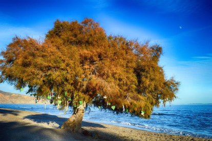 El Taray de Los Bajos, con los adornos en sus ramas y detalle de alguno de los deseos, en fotos de la Plataforma.