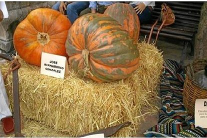 Calabazas del concurso celebrado el año pasado.