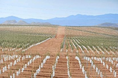 Olivos sobre los que caen los dedos acusadores