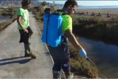 Técnico fumigando en 2017 en la Ribera de la Algaida.