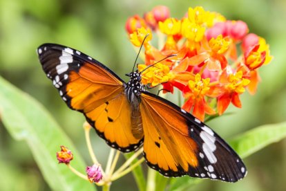 Impresionante imagen tomada en el Mariposario de Níjar por  Manu Méndez, visitante