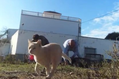 Un gato castrado en El Ejido, en el momento de su suelta.