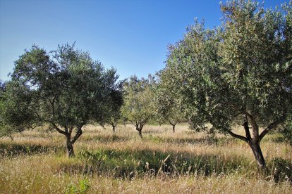 Fotografía de olivos.