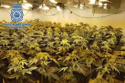 Plantación hallada durante los registros