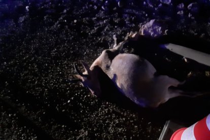 La cabra muerta por el impacto