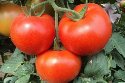 El tomate recupera posiciones en un año con record de cotizaciones