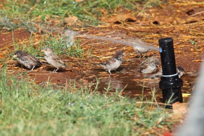 Gorriones refrescándose en un aspersor de los jardines de la capital