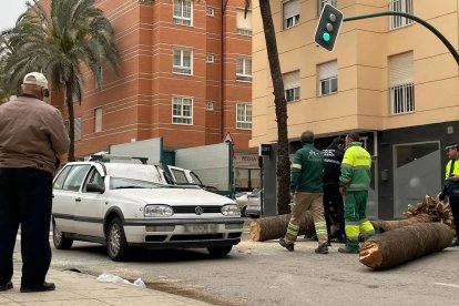 El fuerte viento provocó la fatal caída de la palmera.