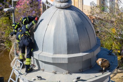 El buitre sobrevoló la ciudad durante varios días.