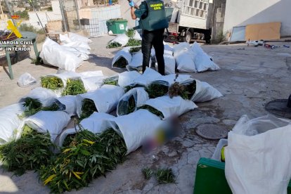 Lotes de marihuana aprehendidos.