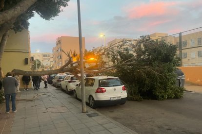 Un árbol caído en una calle de Las 500 Viviendas a causa del temporal de viento.