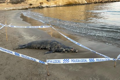 Imagen del animal varado en la playa.