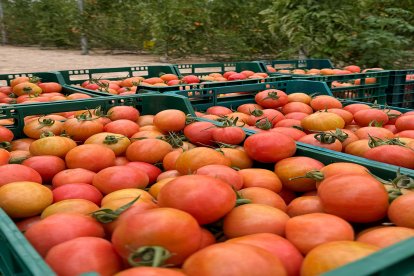 Tomates tratados por Vellsam.