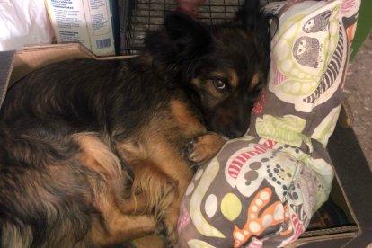 Naki, el perro que murió por el ataque de un pitbull en El Zapillo.