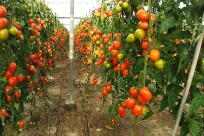 La superficie de tomate ha mermado en Almería.