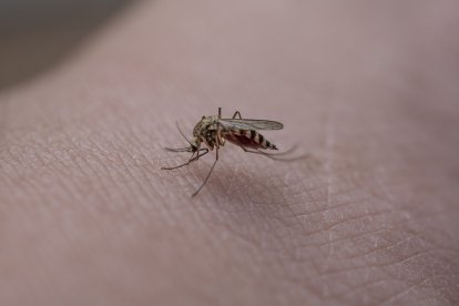 Imagen de Pixabay de un mosquito.