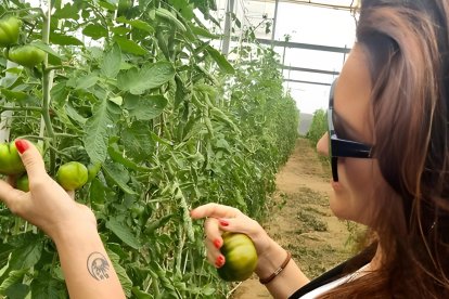 El tomate Flamenco RAF en la planta
