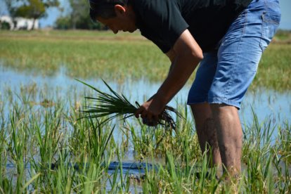 Arrozales sevillanos de donde llega agua para regar el Almanzora  a través del canal del Negratín.