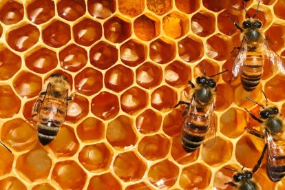 La Apis mellifera se convierte en una especie importante para producir miel, cera y todos los subproductos
