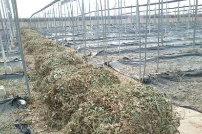 Restos invernadero. Imagen: Junta de Andalucía