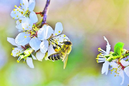 La producción ecológica se ha frenado y eso preocupa al sector que la considera una ventaja competitiva.