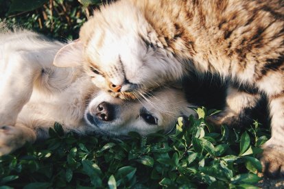 Fotografía de un perro junto a un gato.