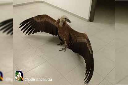 El buitre recuperado por la Policía Nacional de Andalucía.