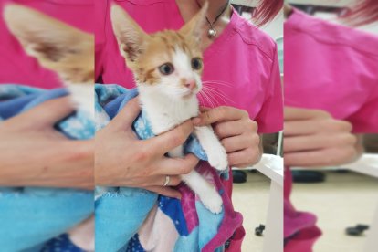 Joey fue rescatado con tres balas alojadas en su cuerpo.