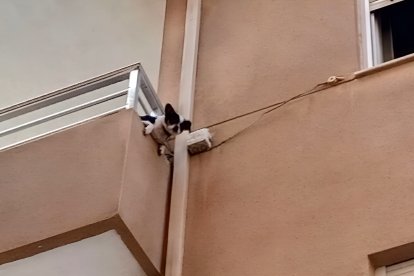 Imagen del perro en el balcón del tercer piso en el barrio de El Zapillo.