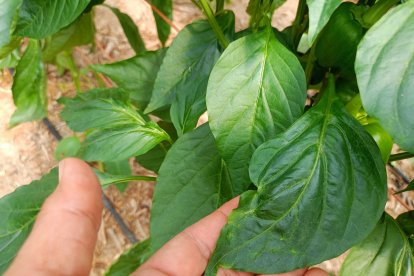 Daños por Thrip parvispinus en hoja en planta no tratada.