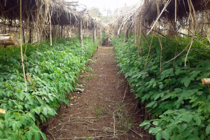 Plantación de Moringa Stenopetala en Etiopía. Fotografía de Trees ForTheFuture, vía Wikimedia Commons.