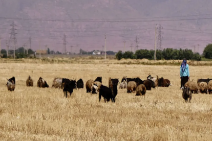 Han desarrollado una herramienta innovadora para mejorar la gestión del pastoreo en la ganadería extensiva
