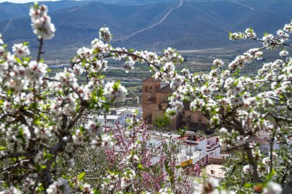 Una bonita vista de Laujar de Andarax entre almendros.
