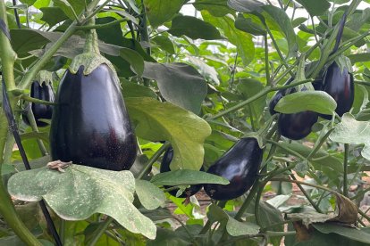 Berenjena D450 producida por Gautier Semences.