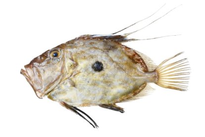 Imagen de archivo de un gallo pedro.