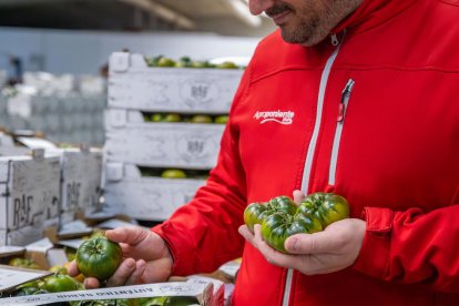 El Tomate Raf de Agroponiente crece en producción y superficie esta campaña