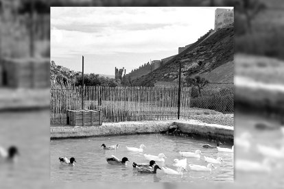 La balsa de los patos formaba parte de aquel entorno mágico de la Hoya, bajo la cara norte de la Alcazaba. Al sur aparecían las casas colgantes del barrio de San Cristóbal.