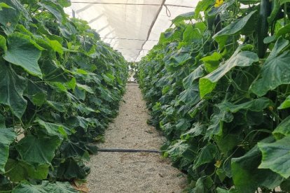 Cultivo de la variedad HOL 200052 (Moscu).