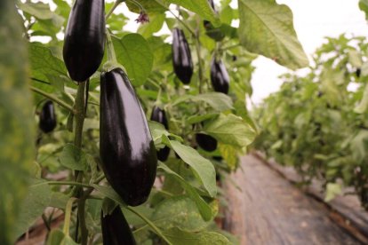 La berenjena Serafina, de Ramiro Arnedo.