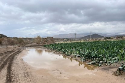 Plantaciones de verdura anegadas de agua en el Levante.