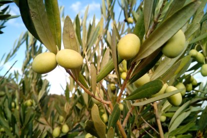 La mosca del olivo es una de las principales plagas que pone en jaque la calidad y viabilidad del aceite de oliva.