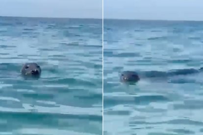 Una foca gris, en la costa almeriense.