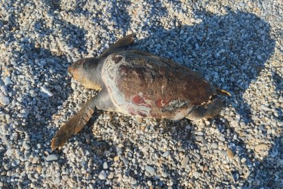 Tortuga muerta hallada en Almerimar.