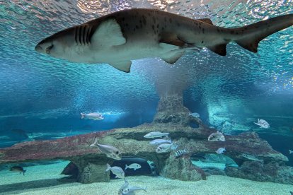 Aquarium Costa de Almería.
