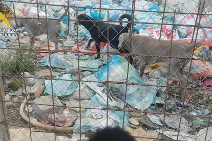 criadero ilegal de perros en Almería