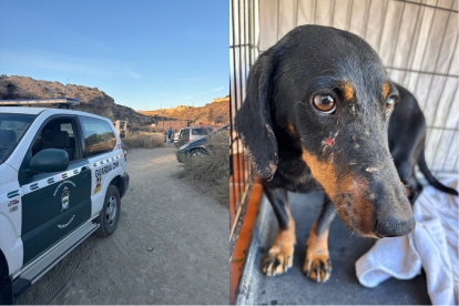 El SEPRONA actuando en la finca en Pechina y uno de los perros rescatados, con heridas visibles